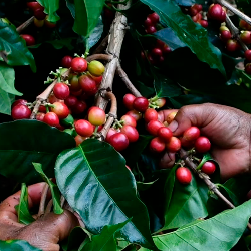 Pardini & Asociados Image